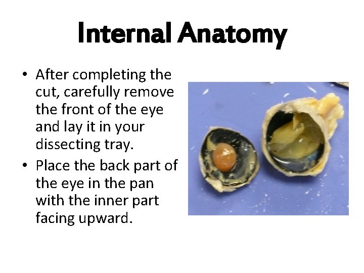 Internal Anatomy • After completing the cut, carefully remove the front of the eye