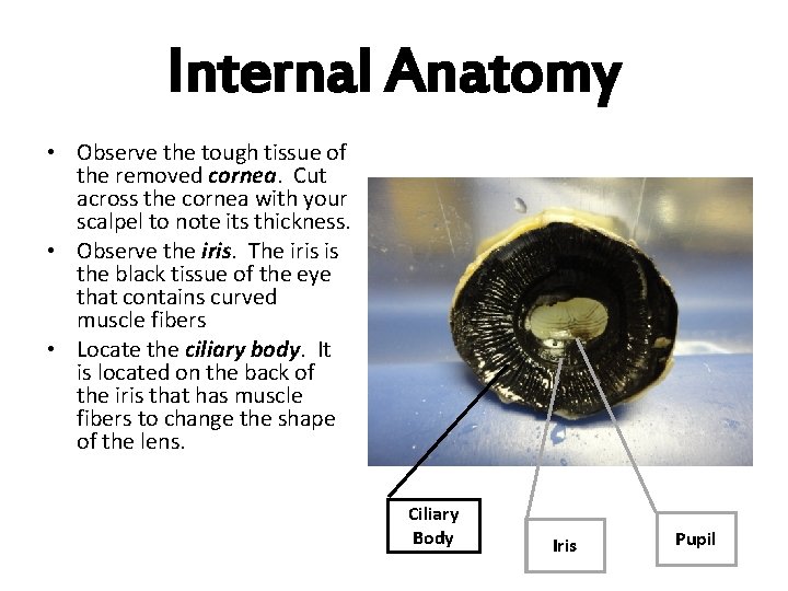 Internal Anatomy • Observe the tough tissue of the removed cornea. Cut across the