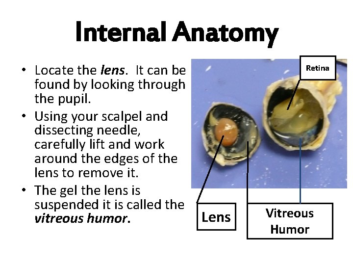 Internal Anatomy • Locate the lens. It can be found by looking through the