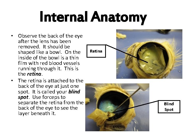 Internal Anatomy • Observe the back of the eye after the lens has been