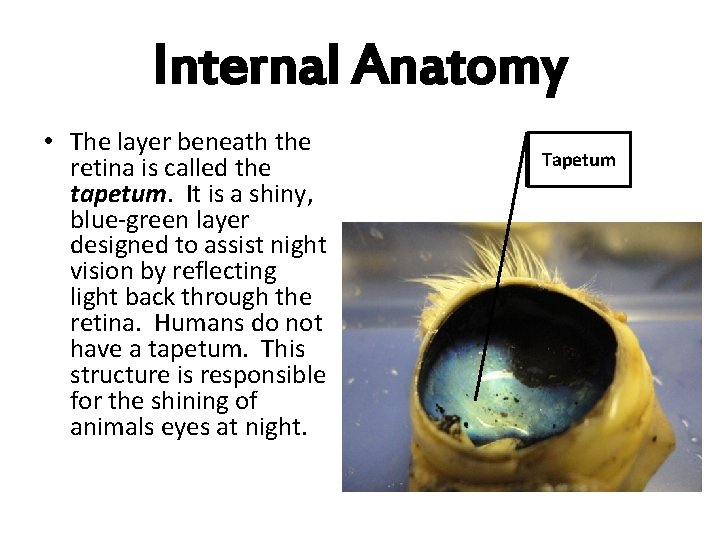 Internal Anatomy • The layer beneath the retina is called the tapetum. It is