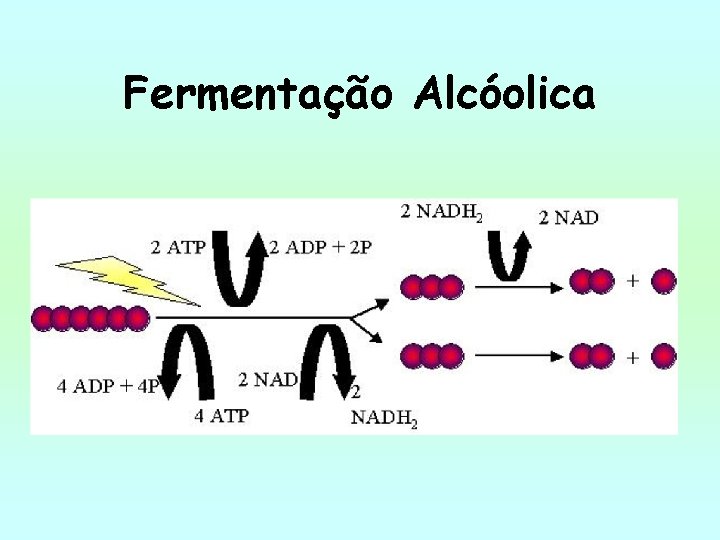Fermentação Alcóolica 
