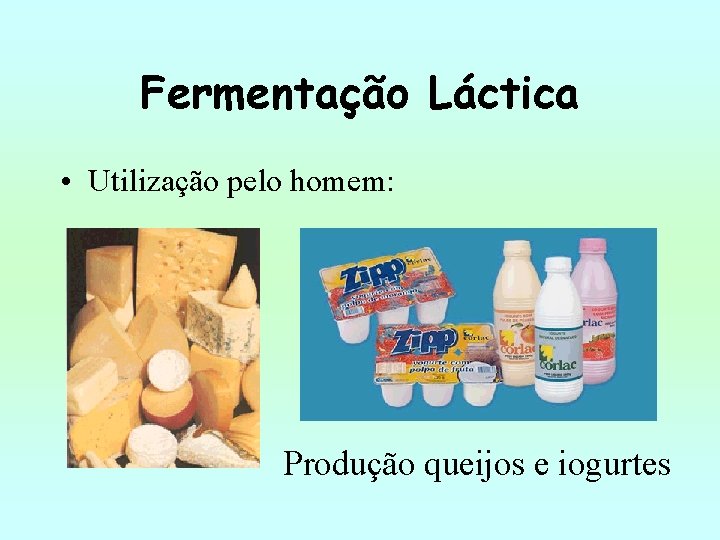 Fermentação Láctica • Utilização pelo homem: Produção queijos e iogurtes 