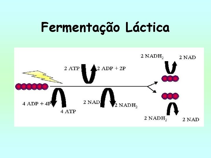 Fermentação Láctica 