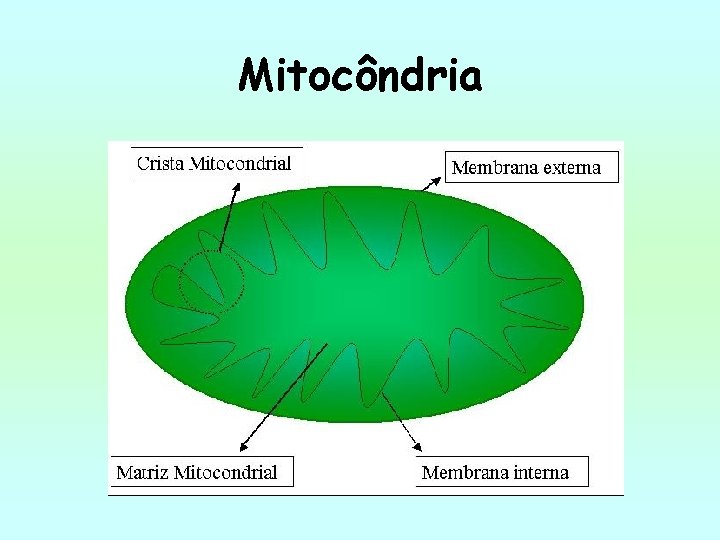 Mitocôndria 