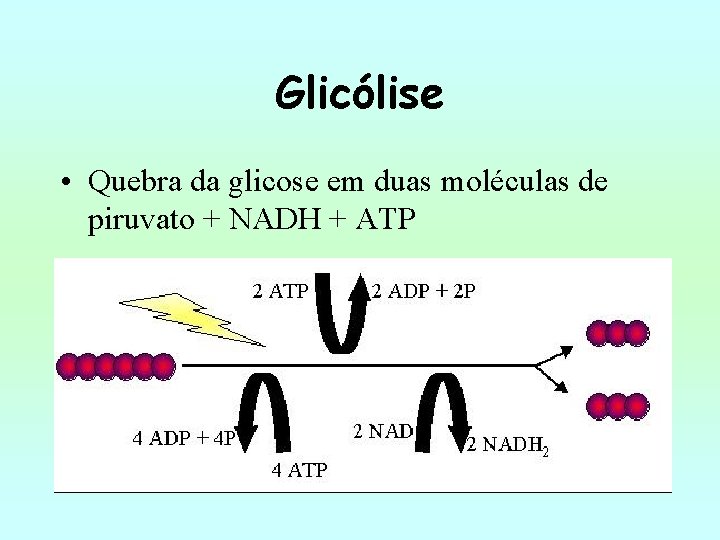 Glicólise • Quebra da glicose em duas moléculas de piruvato + NADH + ATP