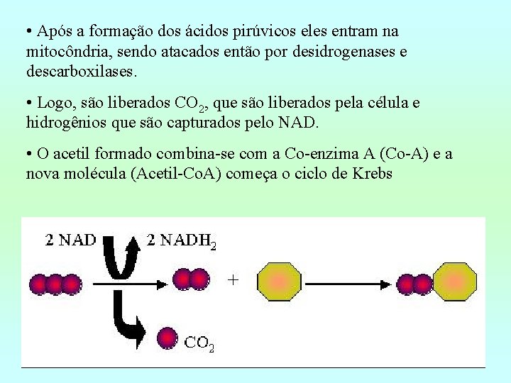  • Após a formação dos ácidos pirúvicos eles entram na mitocôndria, sendo atacados