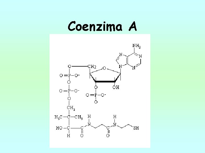 Coenzima A 