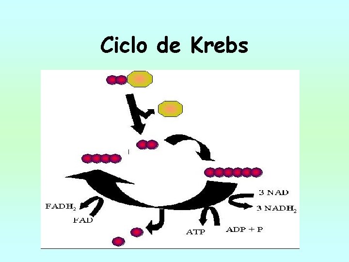 Ciclo de Krebs 