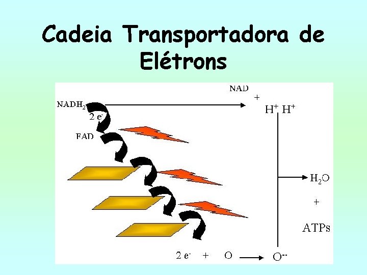 Cadeia Transportadora de Elétrons 