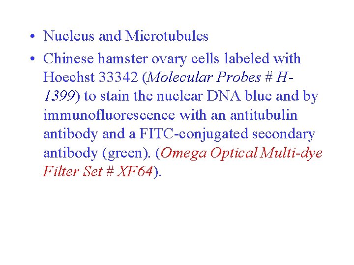  • Nucleus and Microtubules • Chinese hamster ovary cells labeled with Hoechst 33342