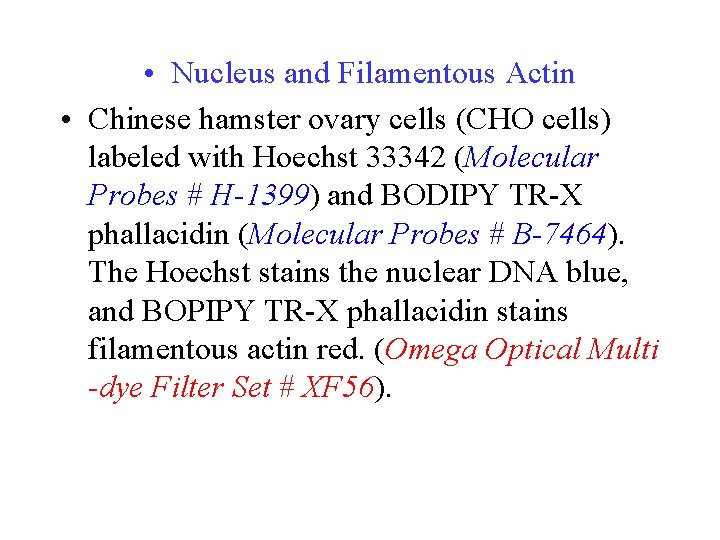  • Nucleus and Filamentous Actin • Chinese hamster ovary cells (CHO cells) labeled