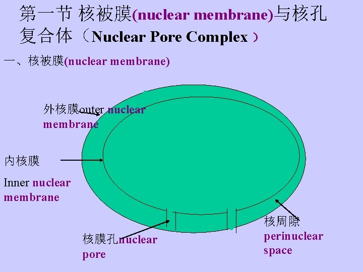 第一节 核被膜(nuclear membrane)与核孔 复合体（Nuclear Pore Complex ） 一、核被膜(nuclear membrane) 外核膜outer nuclear membrane 内核膜 Inner