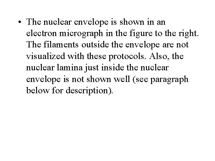  • The nuclear envelope is shown in an electron micrograph in the figure