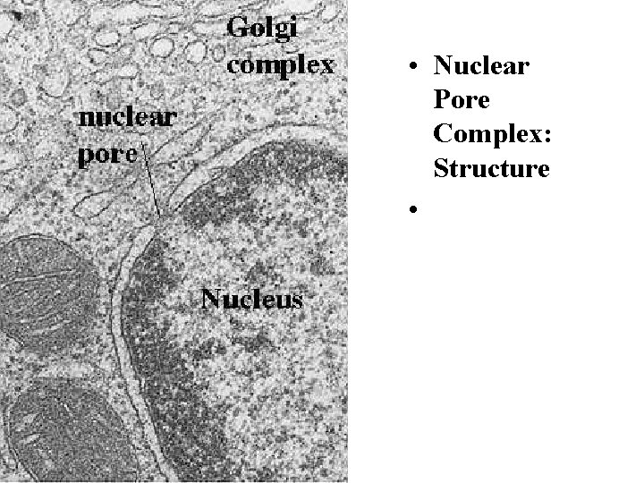  • Nuclear Pore Complex: Structure • 