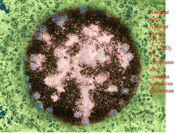 Nucleus with Nuclear Pores (TEM x 73, 200). The cytoplasm also contains numerous ribosomes