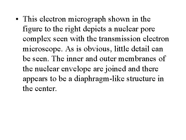  • This electron micrograph shown in the figure to the right depicts a