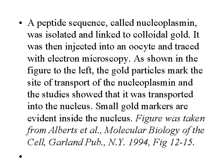  • A peptide sequence, called nucleoplasmin, was isolated and linked to colloidal gold.