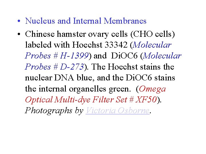  • Nucleus and Internal Membranes • Chinese hamster ovary cells (CHO cells) labeled