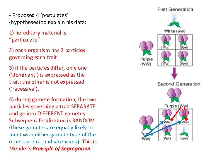 - Proposed 4 ‘postulates’ (hypotheses) to explain his data: 1) hereditary material is “particulate”