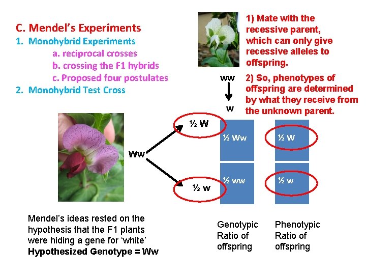 1) Mate with the recessive parent, which can only give recessive alleles to offspring.