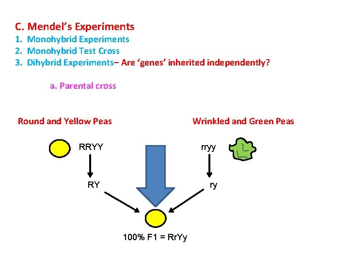 C. Mendel’s Experiments 1. Monohybrid Experiments 2. Monohybrid Test Cross 3. Dihybrid Experiments– Are