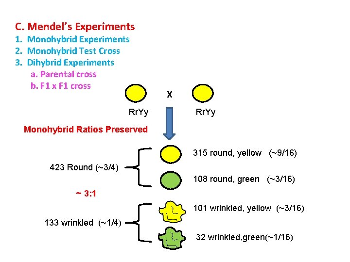 C. Mendel’s Experiments 1. Monohybrid Experiments 2. Monohybrid Test Cross 3. Dihybrid Experiments a.