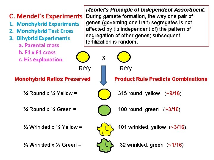 C. Mendel’s Experiments 1. Monohybrid Experiments 2. Monohybrid Test Cross 3. Dihybrid Experiments a.