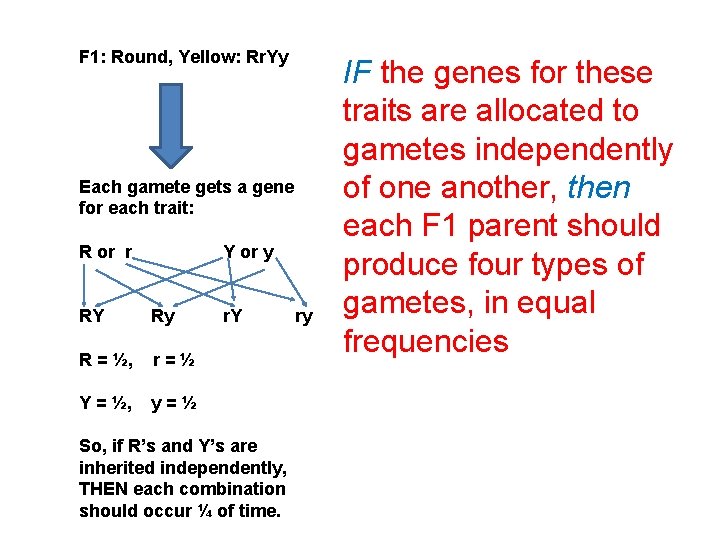 F 1: Round, Yellow: Rr. Yy Each gamete gets a gene for each trait: