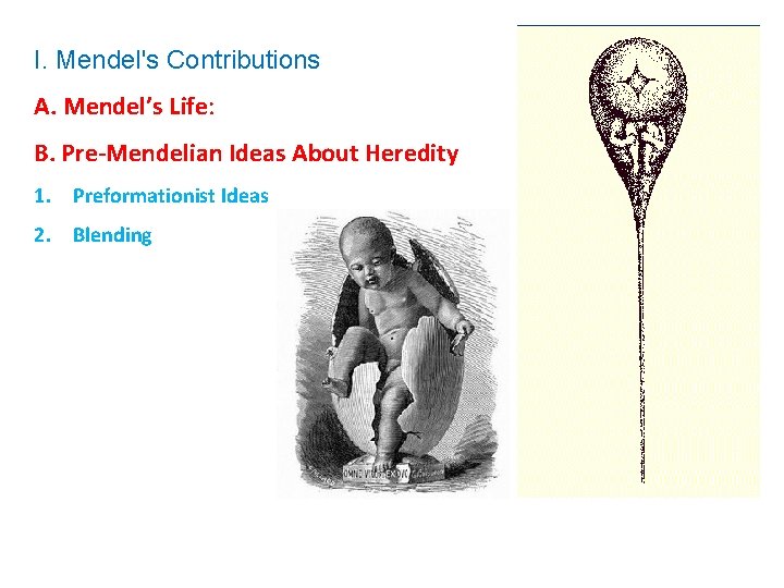 I. Mendel's Contributions A. Mendel’s Life: B. Pre-Mendelian Ideas About Heredity 1. Preformationist Ideas
