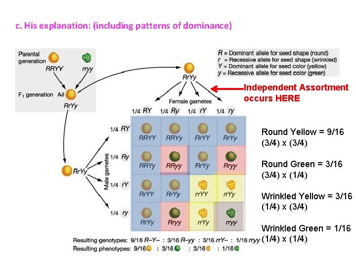 c. His explanation: (including patterns of dominance) Independent Assortment occurs HERE Round Yellow =