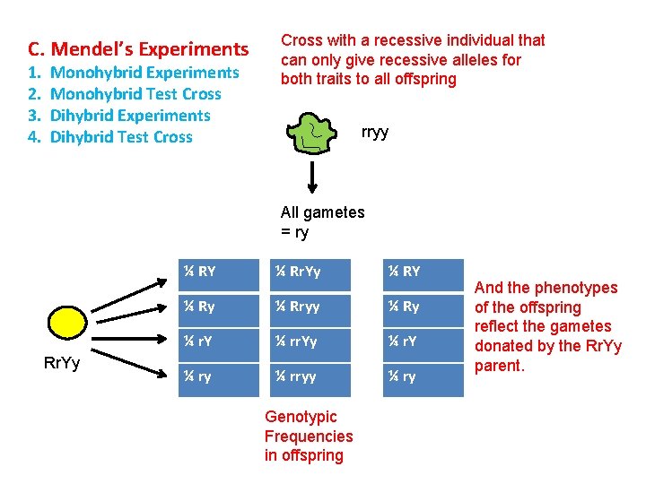 C. Mendel’s Experiments 1. 2. 3. 4. Monohybrid Experiments Monohybrid Test Cross Dihybrid Experiments