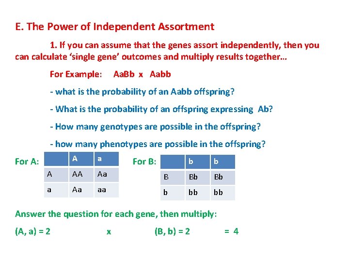 E. The Power of Independent Assortment 1. If you can assume that the genes