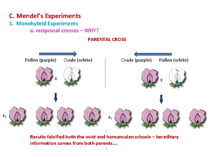 C. Mendel’s Experiments 1. Monohybrid Experiments a. reciprocal crosses – WHY? PARENTAL CROSS Pollen