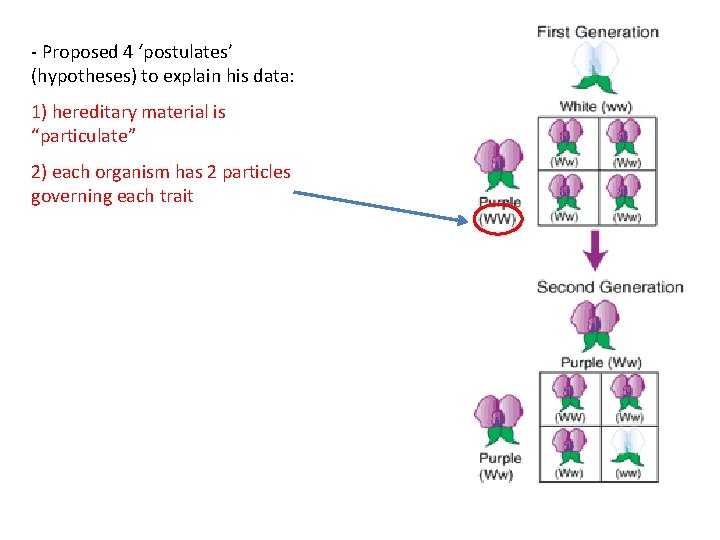 - Proposed 4 ‘postulates’ (hypotheses) to explain his data: 1) hereditary material is “particulate”