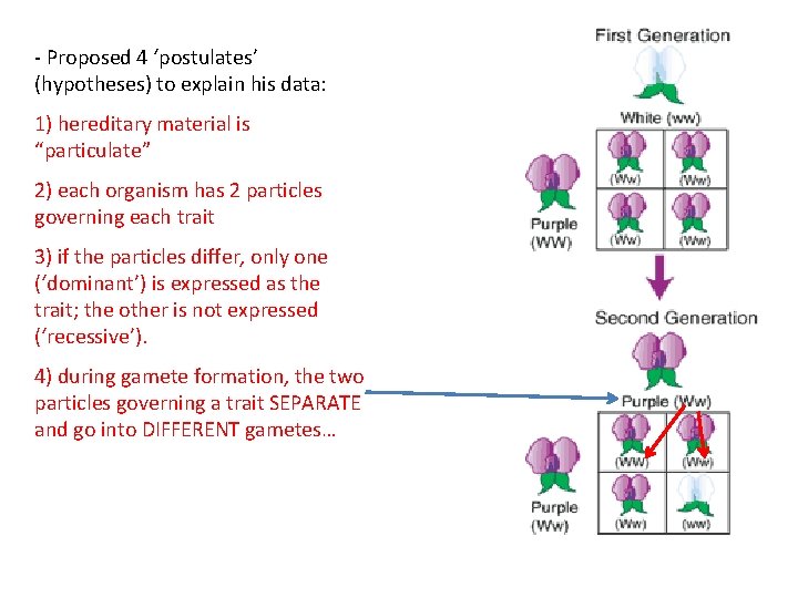 - Proposed 4 ‘postulates’ (hypotheses) to explain his data: 1) hereditary material is “particulate”