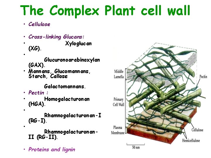 The Complex Plant cell wall • Cellulose • Cross-linking Glucans: • Xyloglucan (XG). •