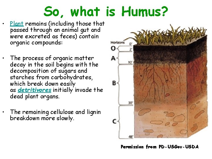 So, what is Humus? • Plant remains (including those that passed through an animal