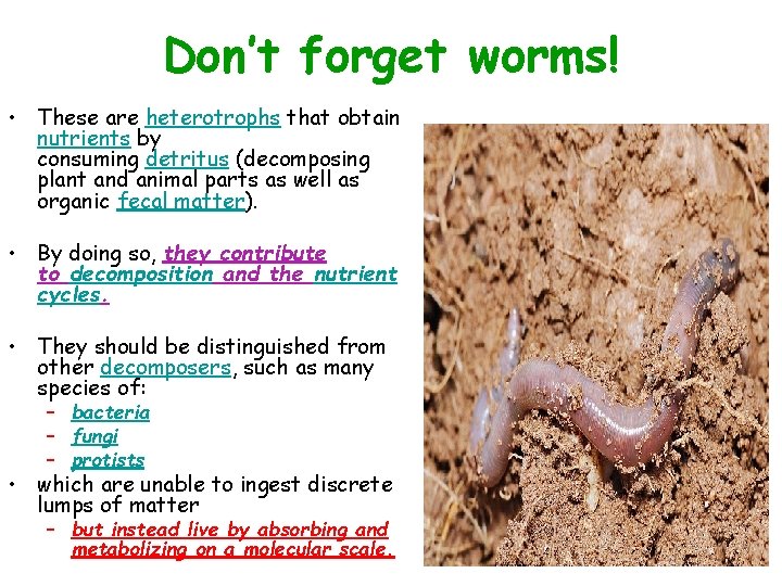 Don’t forget worms! • These are heterotrophs that obtain nutrients by consuming detritus (decomposing