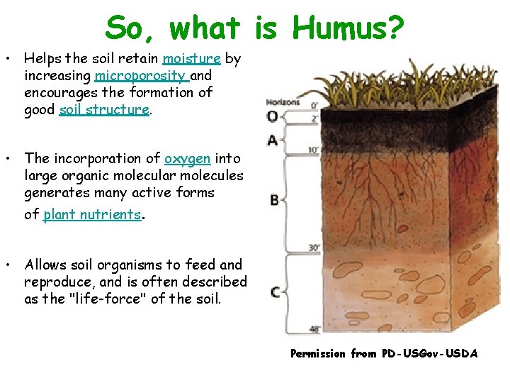 So, what is Humus? • Helps the soil retain moisture by increasing microporosity and