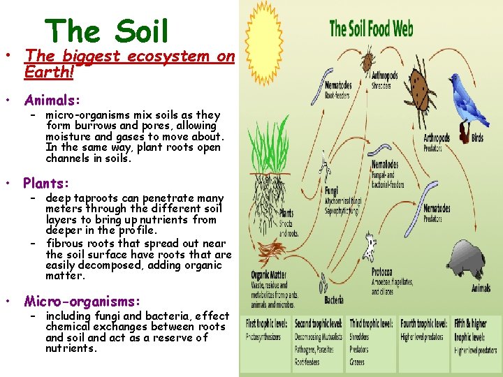 The Soil • The biggest ecosystem on Earth! • Animals: – micro-organisms mix soils
