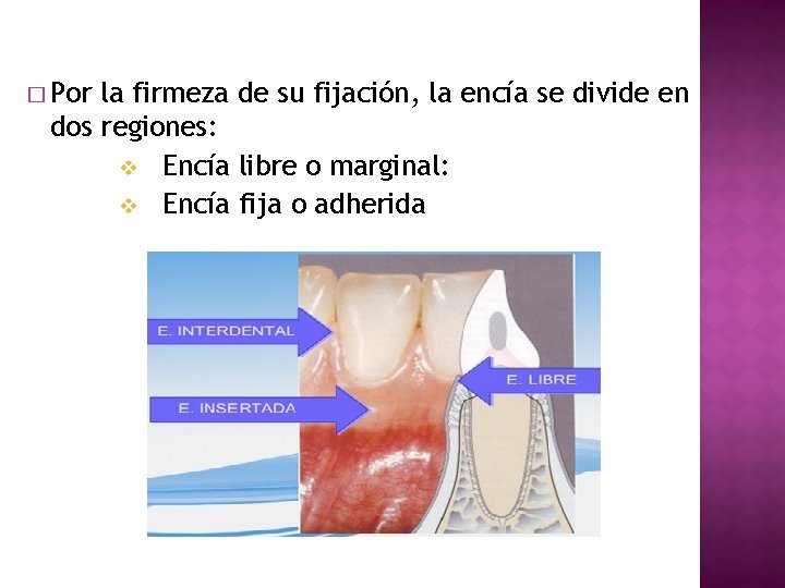 � Por la firmeza de su fijación, la encía se divide en dos regiones: