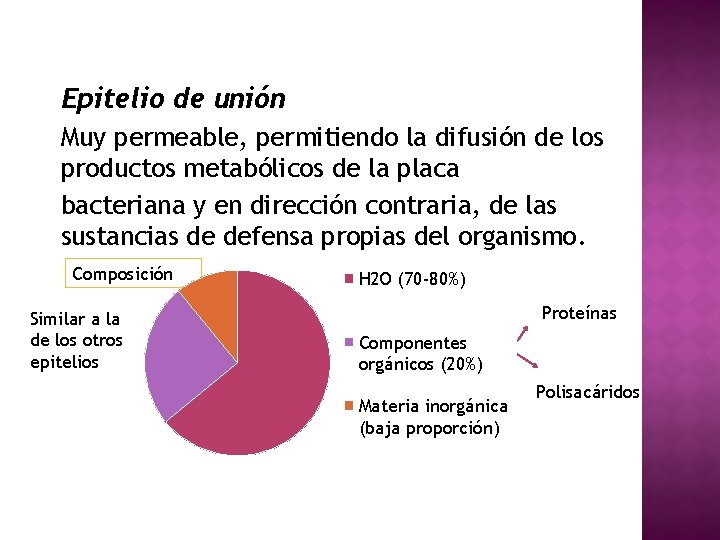Epitelio de unión Muy permeable, permitiendo la difusión de los productos metabólicos de la