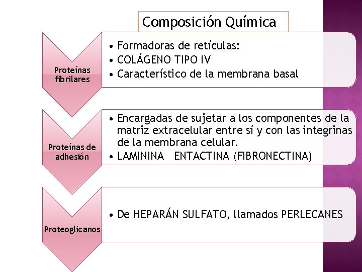 Composición Química Proteínas fibrilares Proteínas de adhesión • Formadoras de retículas: • COLÁGENO TIPO