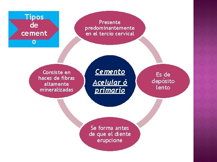 Tipos de cement o Consiste en haces de fibras altamente mineralizadas Presente predominantemente en