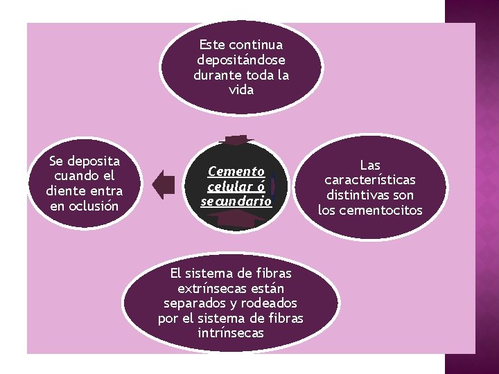 Este continua depositándose durante toda la vida Se deposita cuando el diente entra en