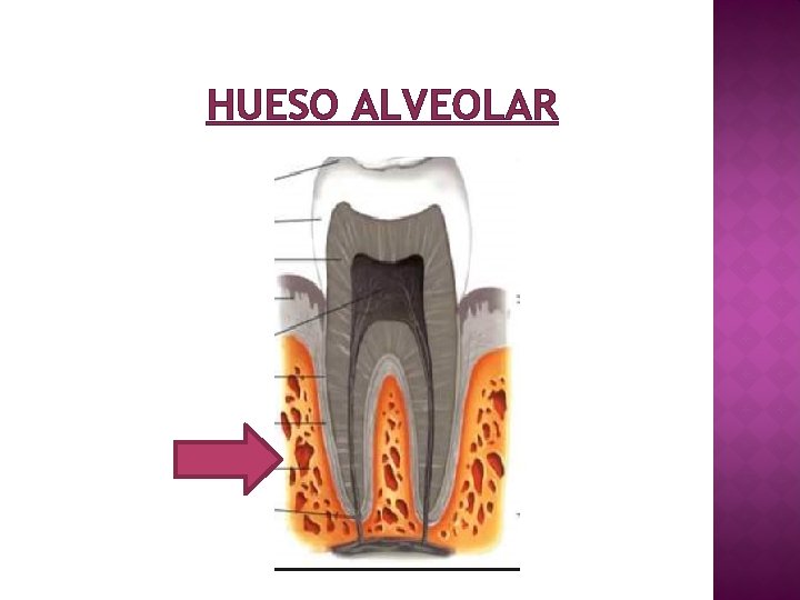 HUESO ALVEOLAR 