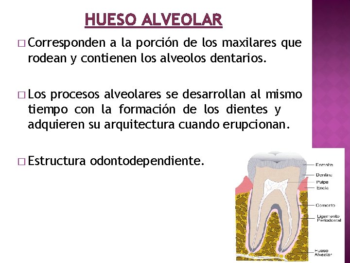 HUESO ALVEOLAR � Corresponden a la porción de los maxilares que rodean y contienen
