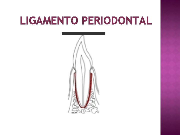 LIGAMENTO PERIODONTAL 