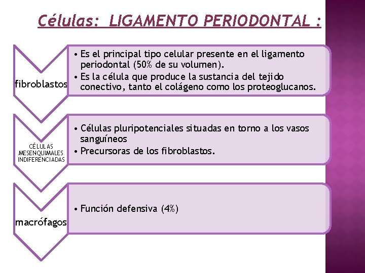 Células: LIGAMENTO PERIODONTAL : • Es el principal tipo celular presente en el ligamento